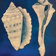 Katharine S. Wood, Shells in Blue
